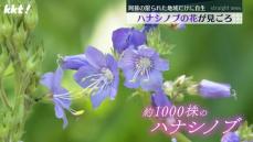 【青紫色の可憐な花】阿蘇の限られた地域だけに自生 ハナシノブの花が見ごろ