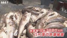 【赤潮被害拡大】養殖魚48万7千匹が死に被害額9億7千万円 熊本県が支援策発表