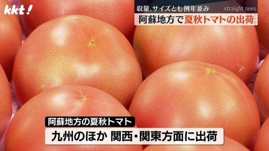 夏から秋に収穫される｢夏秋トマト｣阿蘇で出荷 九州のほか関西･関東に出荷