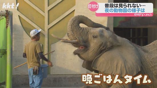 熊本市動植物園 夏休み夜間開園 昼は寝ていても…夜は活発になる動物も