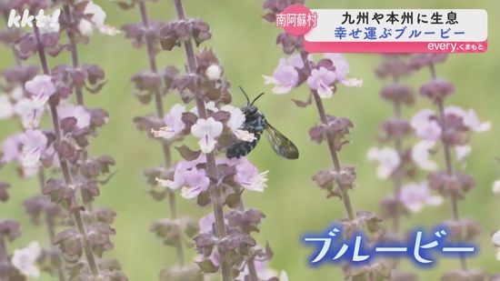 幸せの"青いハチ"今年も南阿蘇村の草原に 9月末まで出現に期待