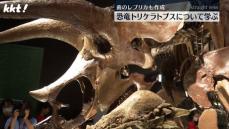 歯のレプリカも作成 御船町恐竜博物館で｢トリケラトプス｣学習イベント