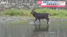 【どこから?】熊本市中心部の白川でシカの目撃相次ぐ｢市街地での目撃は非常に珍しい｣