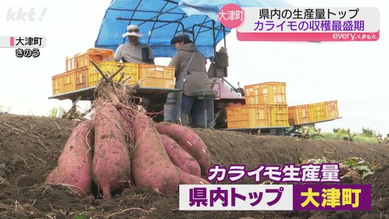 江戸時代から栽培 大津町で特産のカライモ収穫最盛期 なぜサツマイモをカライモと呼ぶ?