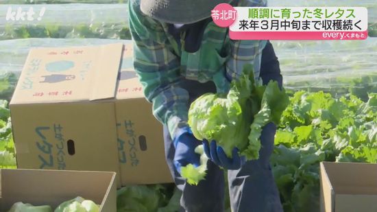 ｢シャキシャキで甘みがあり、えぐみが少ない｣苓北町で特産の冬レタス収穫始まる