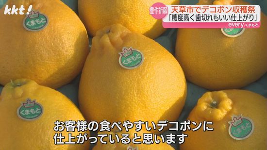 天草市五和町でデコポンの収穫祭 厳しい残暑で色づき遅れたが糖度高く食べやすい