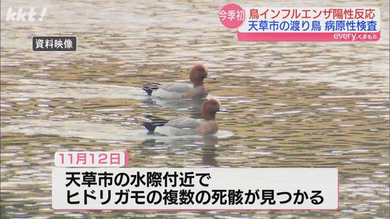 天草市で｢ヒドリガモ｣2羽の死骸から鳥インフル陽性 県は冷静な行動呼びかけ