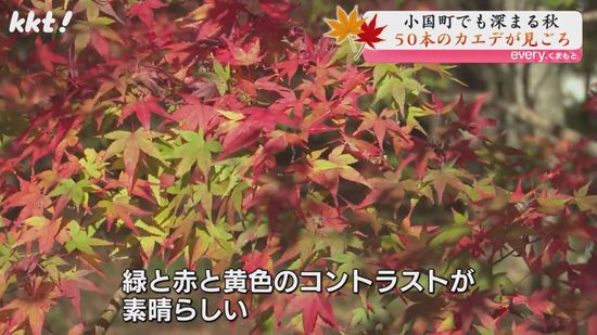 赤く色づいた50本のカエデ 阿蘇の私有地を開放した紅葉スポットが見ごろ 小国町