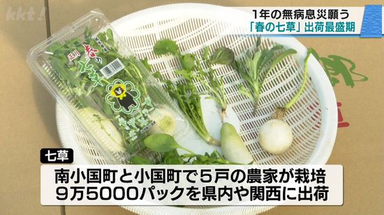 1年の無病息災を　「春の七草」出荷最盛期迎える