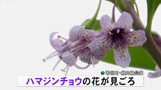 天草の海辺の公園でハマジンチョウが見ごろ 淡紫色の花が冬を彩る