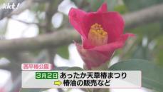 約150種類2万本のツバキが咲き乱れる! 天草市の公園でこれから見頃へ