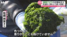 「香りどこにも負けない!｣特産"養殖アオサ"収穫開始 天草市新和町