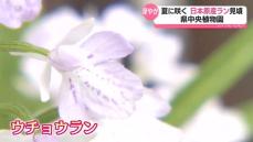 夏に咲く　日本原産ラン見頃　富山県中央植物園