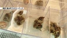 ニホンライチョウ　自然交配の卵から５羽がふ化　富山市ファミリーパーク