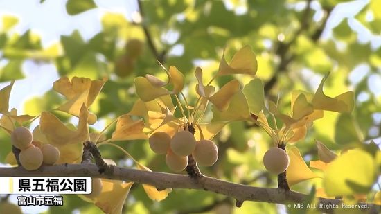 富山県内は残暑続くも…ギンナンの実は色づきはじめる