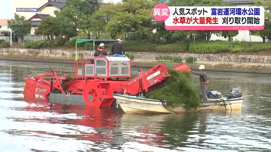 水草大量発生の富岩運河環水公園　刈り取り始まる