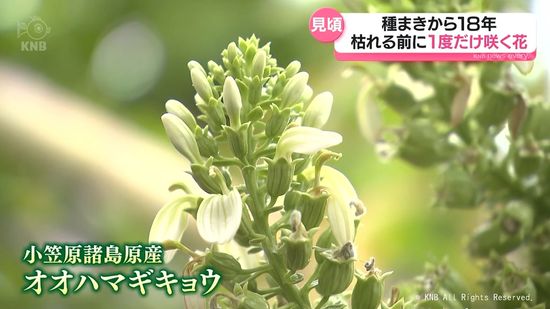 枯れる前に1度きりの花を咲かせるオオハマギキョウ　県中央植物園で見頃