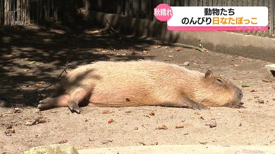 秋の日差しを浴びて　動物たちもリラックス