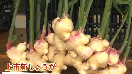 優しい辛味が魅力　上市町特産新しょうが　目揃い会