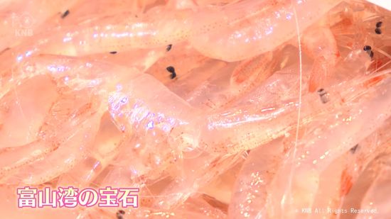 能登半島地震で漁獲量減少　富山湾のシロエビ漁　回復のきざし