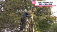 樹木を雪から守る　高岡古城公園で雪囲い・雪吊り作業