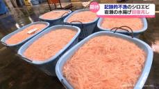 富山市・岩瀬のシロエビ漁　回復の兆し　ことし記録的不漁も