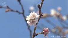 小春日和に「二季咲き」のサクラ咲く　富山県中央植物園