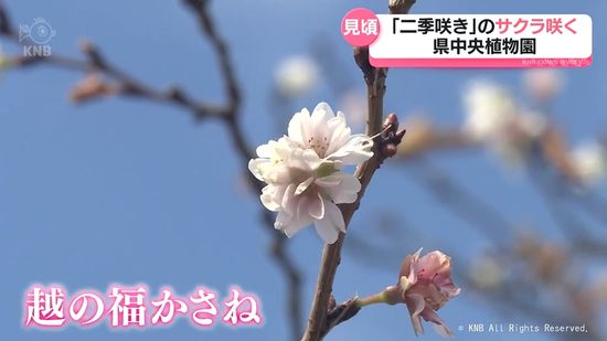 小春日和に「二季咲き」のサクラ咲く　富山県中央植物園