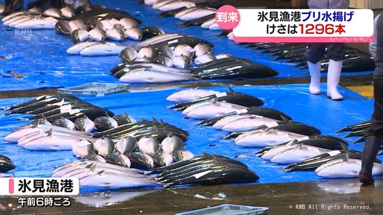 富山湾の冬の味覚　ブリ漁本格化　氷見漁港で1296本水揚げ