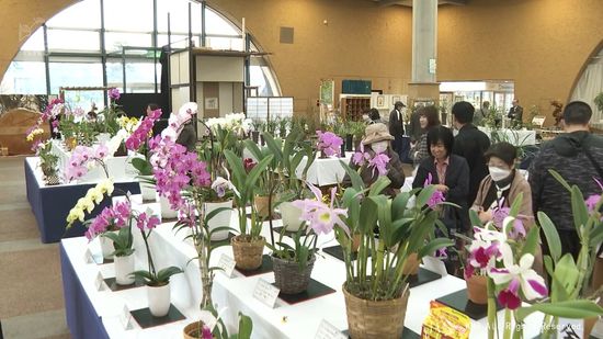 秋のラン展開幕　美しく上品に　富山県中央植物園