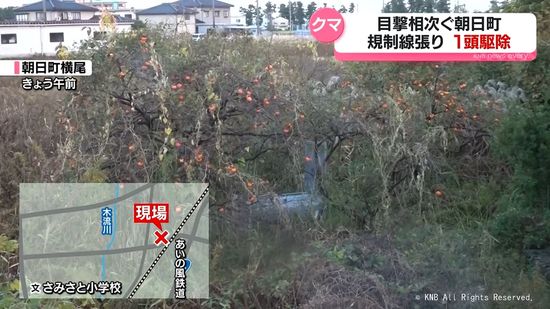 【クマ】目撃相次ぎ…１頭駆除　親離れしたばかりの個体か　富山県朝日町