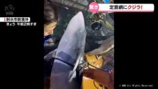 【姿は】新湊沖の定置網にクジラかかる