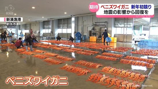 ベニズワイガニの初競り　地震後減少した水揚げの回復に期待　富山県射水市