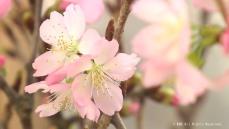 初春に咲く　特産の啓翁桜の出荷が始まる　富山市山田地域