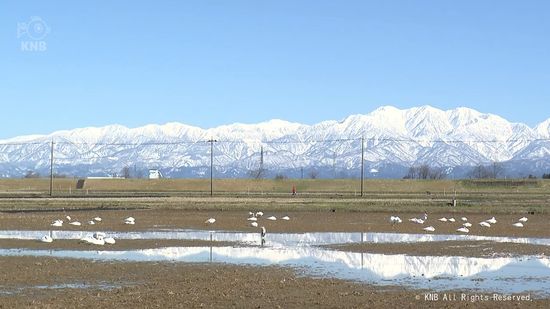 青空と雪の立山連峰背景に　富山市でハクチョウ羽を休める