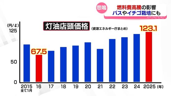 燃料高騰　バス会社やイチゴ農家にも影響