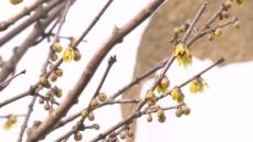 穏やかな日差しも　大気の状態が不安定　急な雨に注意　富山