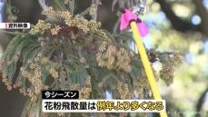 富山県内　スギ花粉飛散開始　来月１９日頃に　県森林研究所