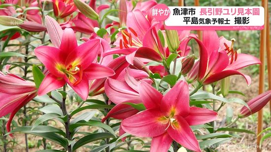 ユリさま専用！ 甘く豊かな香り 魚津市の長引野ユリ見本園｜Infoseekニュース