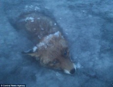 大寒波が襲う北欧の湖で冷凍化したキツネが発見される＝スウェーデン