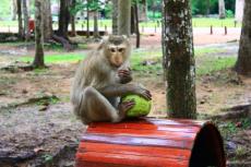タイの「サル奴隷ココナッツ製品不買運動」を欧米人らが主張　木を見て森を見ない“言いがかり”