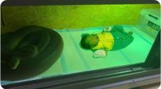 赤ちゃんが大蛇のケースで寝ている！？　爬虫類系ＹｏｕＴｕｂｅｒの投稿に非難の嵐！