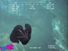 【UMA画像】深海1144メートルで謎の深海生物を発見...幾何学模様から飛行体型にトランスフォーム!?