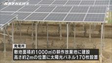 上で太陽光発電　下で栽培　中国電力の営農型太陽光発電所が運転開始～山口・阿知須～