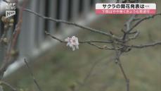 山口県内のサクラの開花発表は29日以降に…「平年より遅い」開花に