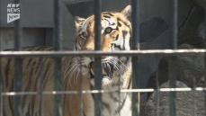 「風格と威厳　子猫のような好奇心も」徳山動物園のアムールトラのケン18歳で死ぬ　