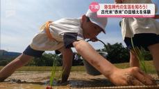 気分は弥生人？下関市豊北町で小学生が古代のお米「赤米」の田植え