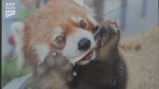 レッサーパンダがリンゴをほおばる姿も…徳山動物園で写真コンテストの作品展示会