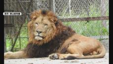徳山動物園に再びライオンが～来月九州自然動物公園からオスの「リント」が仲間入り