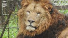 ライオンが不在だった徳山動物園にオスのライオン「リント」が大分から到着！